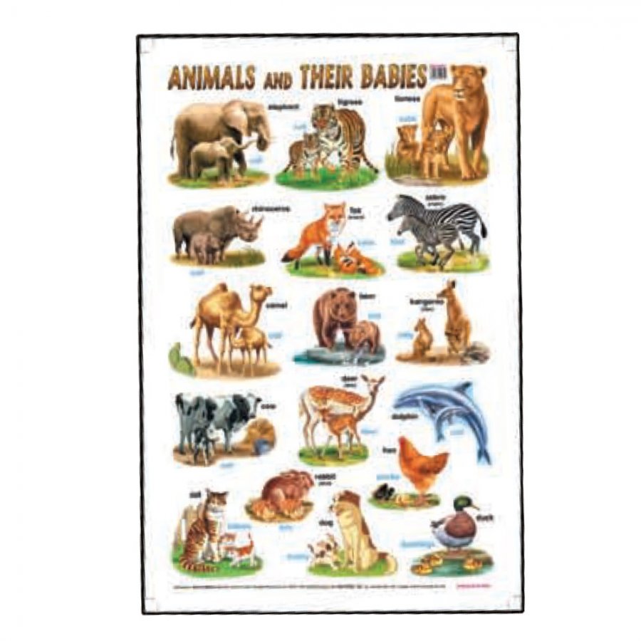 Animals and Their Babies - Educational Chart (MM01621)