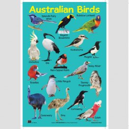 Australian Birds - Educational Chart (MM07306)  Australian Birds - Educational Chart (MM07306)